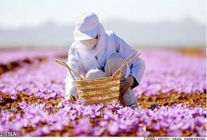 تشخیص زعفران اصل از  تقلبی3