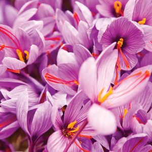 saffron exports to Germany
