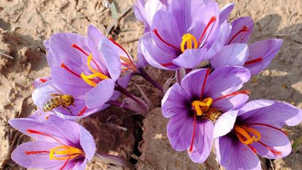How to identify expired saffron?