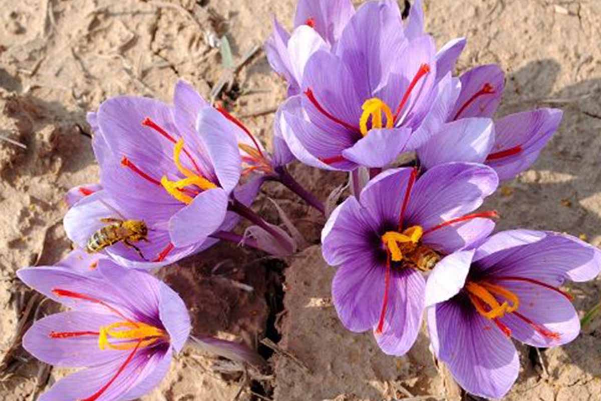 How To Identify Expired Saffron Saffron